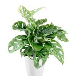 Philodendron Monstera Monkey Mask in weißem Blumentopf ELHO - Kompakt und originell für Zuhause