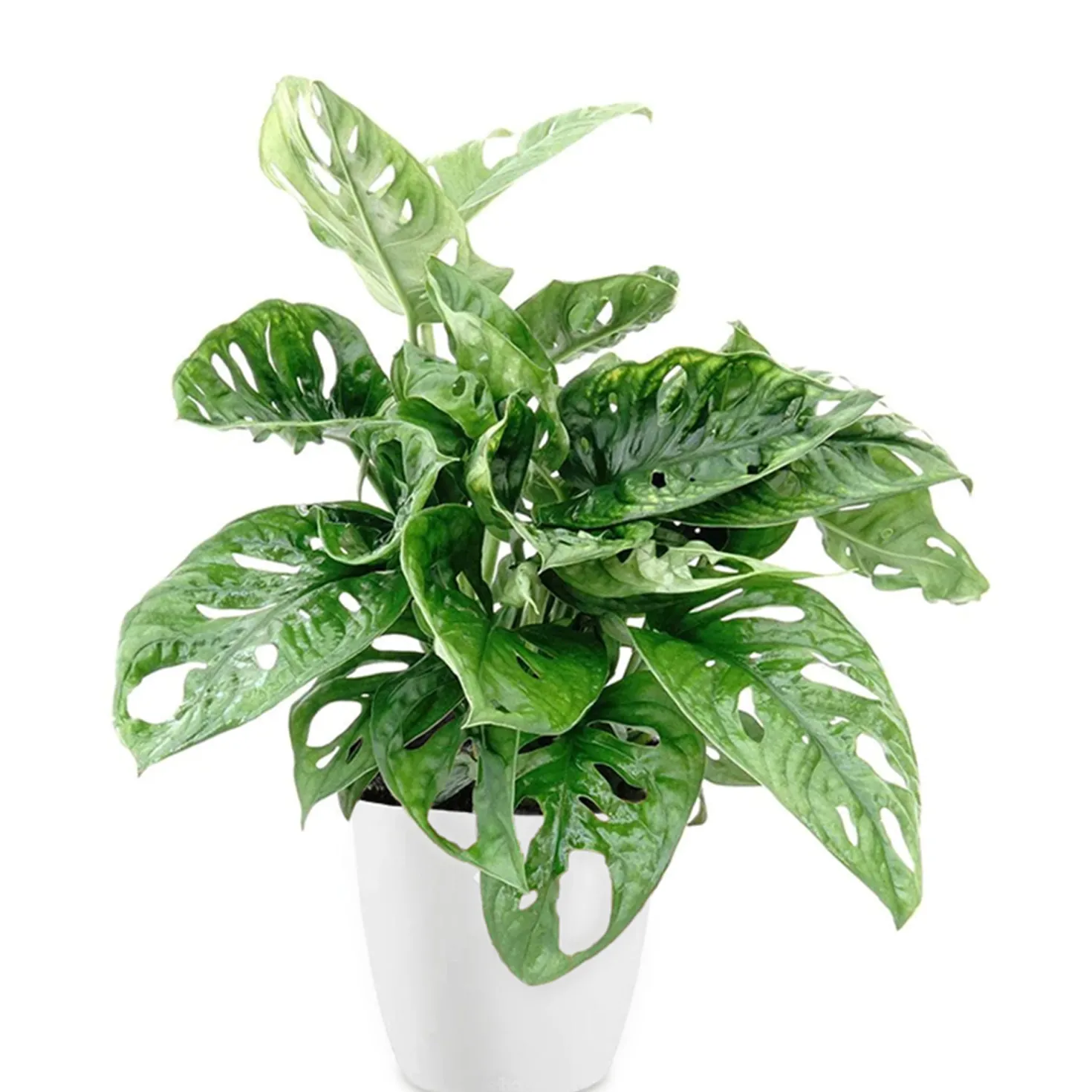Philodendron Monstera Monkey Mask in weißem Blumentopf ELHO - Kompakt und originell für Zuhause