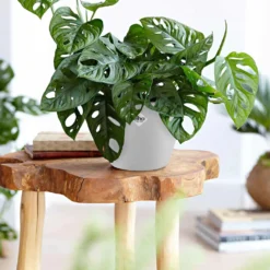 Philodendron Monstera Monkey Mask in weißem Blumentopf ELHO - Kompakt und originell für Zuhause