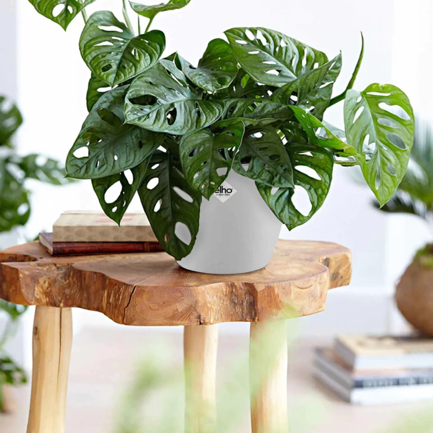 Philodendron Monstera Monkey Mask in weißem Blumentopf ELHO - Kompakt und originell für Zuhause