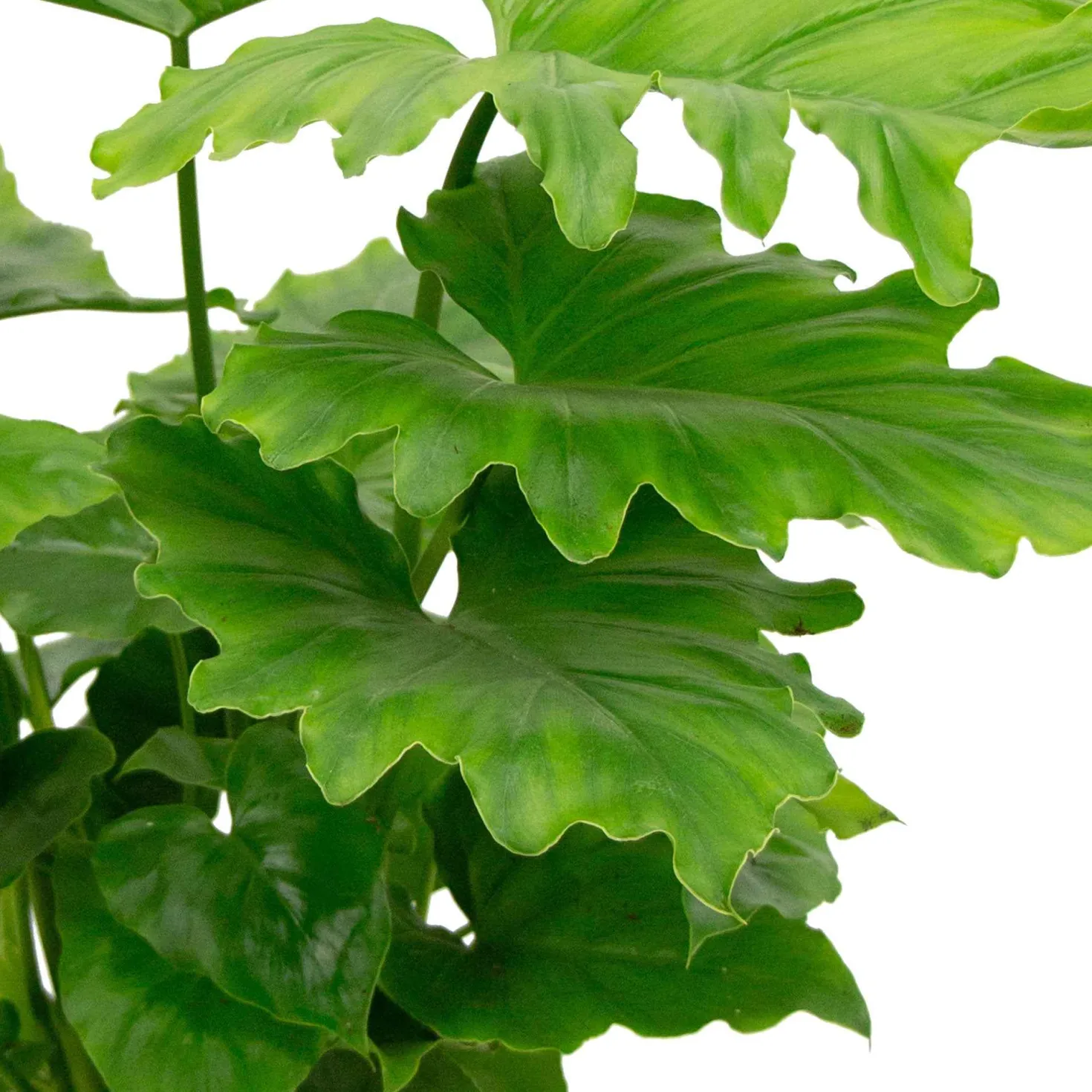 Philodendron Monstera Shangri La - Dschungel-Look ohne Aufwand