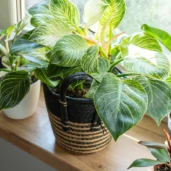 Philodendron Monstera White Wave - Gewelltes Blatt, edler Look