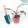 Philodendron Pink Princess - Blätter in echtem Rosa