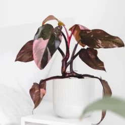 Philodendron Pink Princess - Blätter in echtem Rosa
