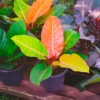 Philodendron Prince of Orange - Blätter in leuchtendem Orange