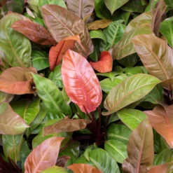 Philodendron Prince of Orange - Blätter in leuchtendem Orange