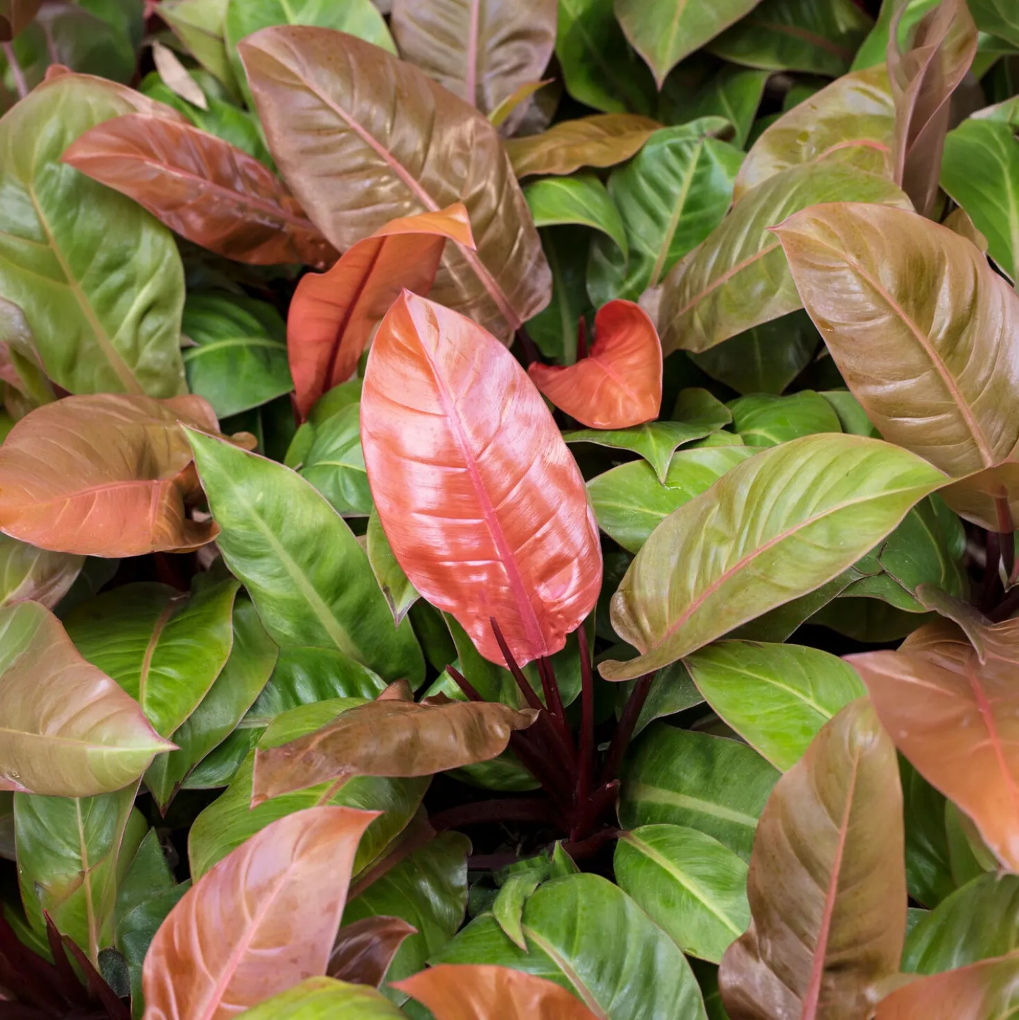 Philodendron Prince of Orange - Blätter in leuchtendem Orange