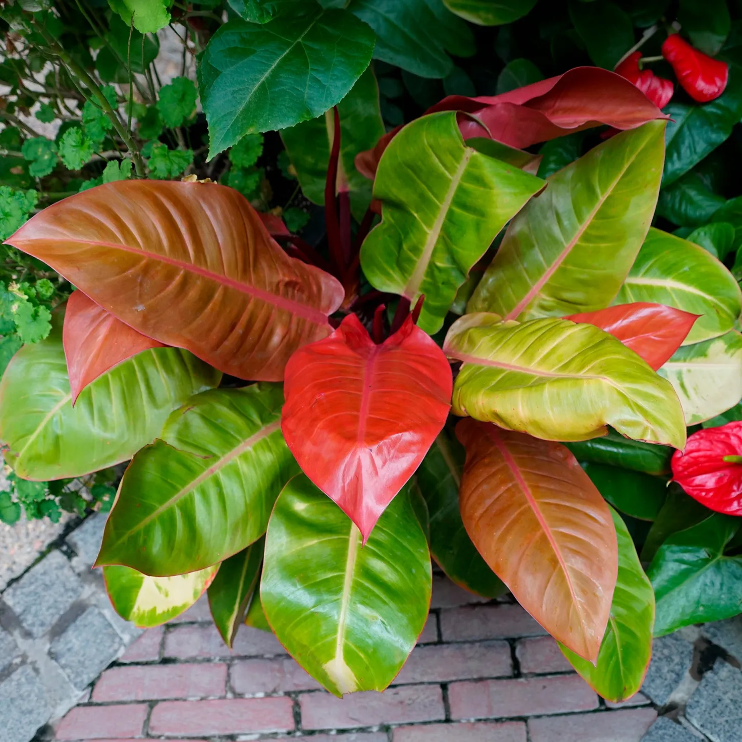Philodendron Prince of Orange - Blätter in leuchtendem Orange