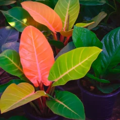 Philodendron Prince of Orange - Blätter in leuchtendem Orange