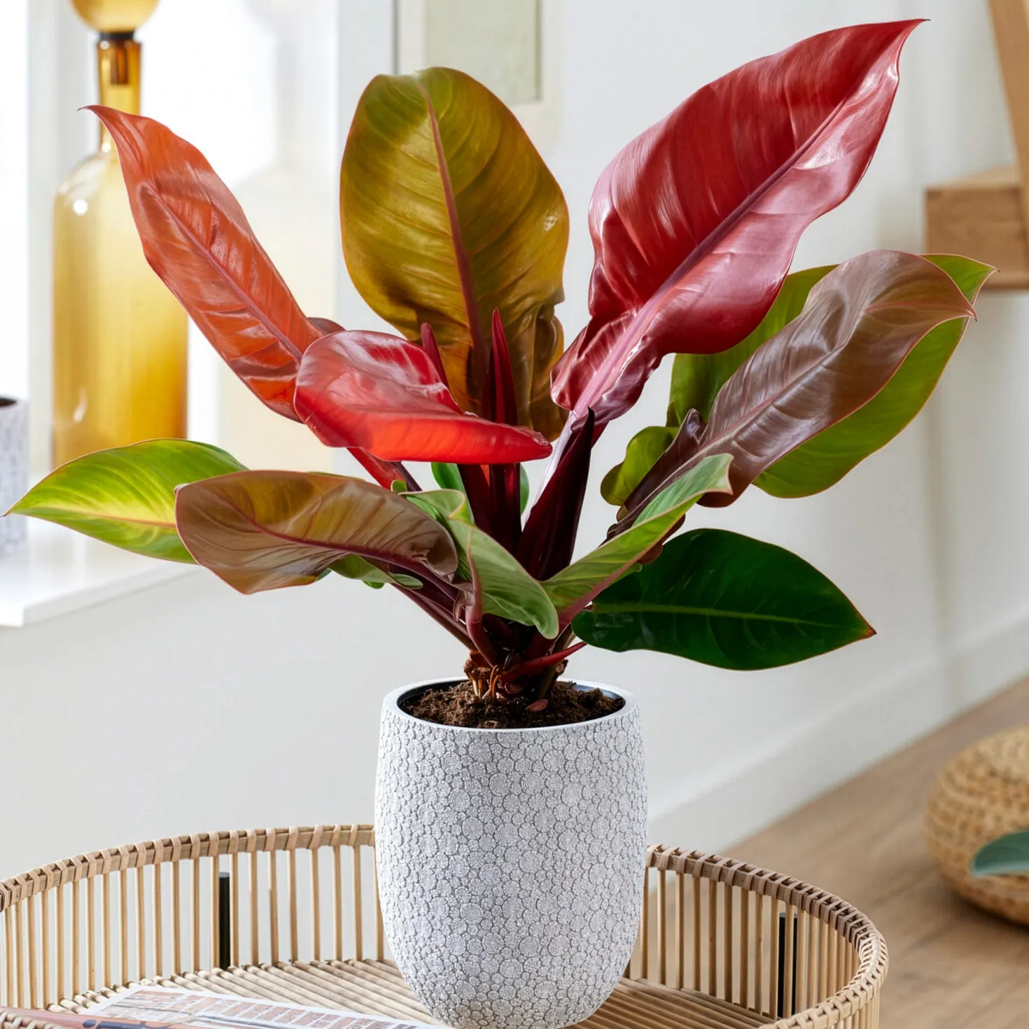 Philodendron Prince of Orange - Blätter in leuchtendem Orange