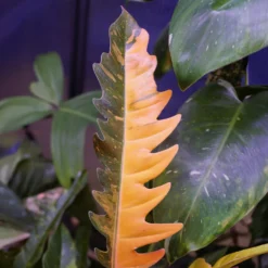 Philodendron Ring of Fire - Feurige Blätter, easy Pflege