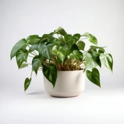 Philodendron scandens - Grüne Kaskade im Nu