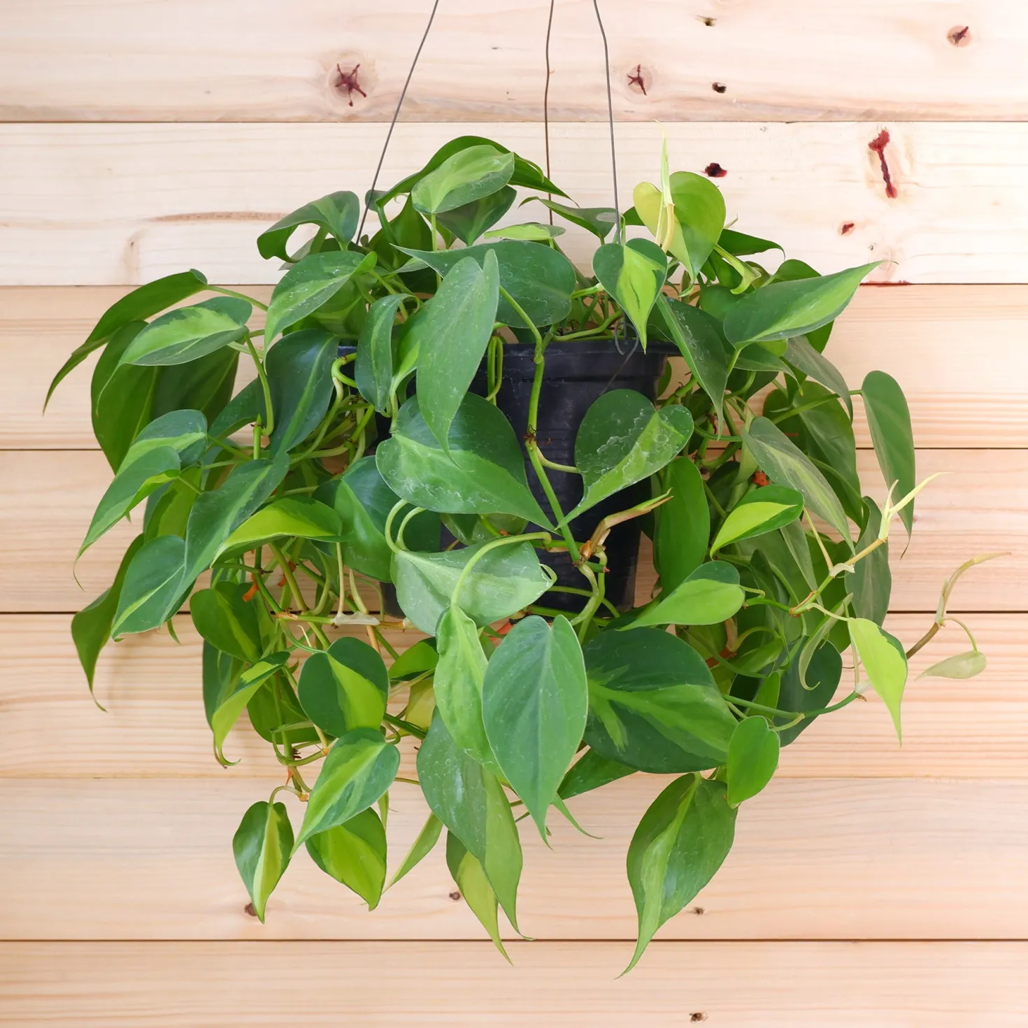 Philodendron scandens - Grüne Kaskade im Nu
