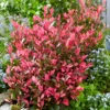 Photinia fraseri Little Fenna - Rote Blätter, sofort schön