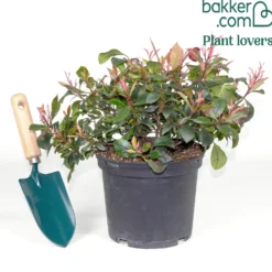 Photinia fraseri Little Fenna - Rote Blätter, sofort schön