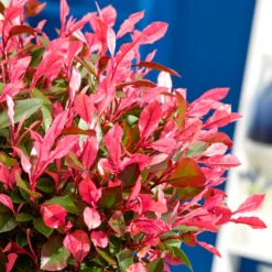 Photinia fraseri Little Fenna - Rote Blätter, sofort schön