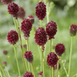 Pimpinelle officinale Tanna - Rote Blütenkerzen im Nu