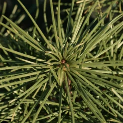 Pinie - Mediterranes Flair sofort