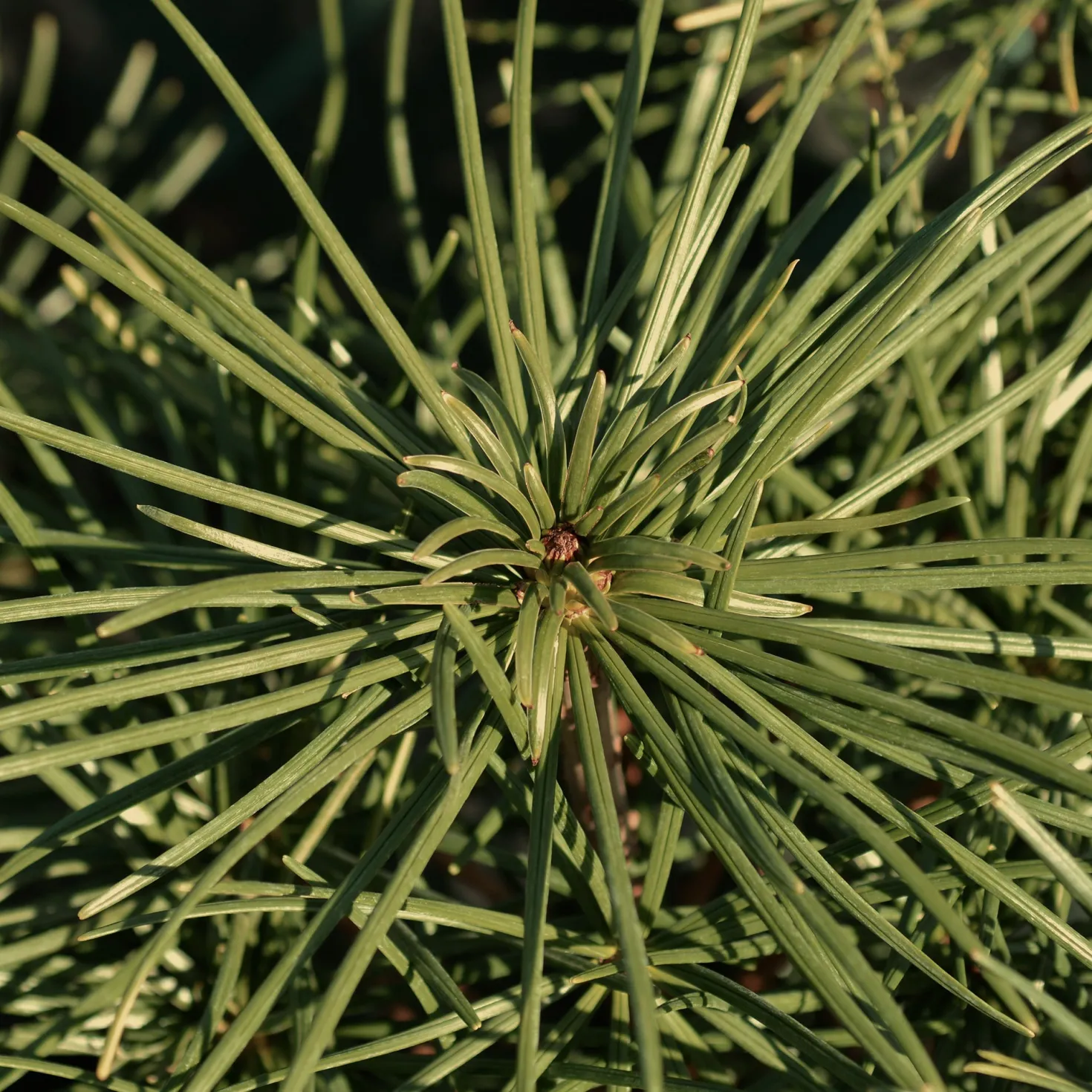 Pinie - Mediterranes Flair sofort
