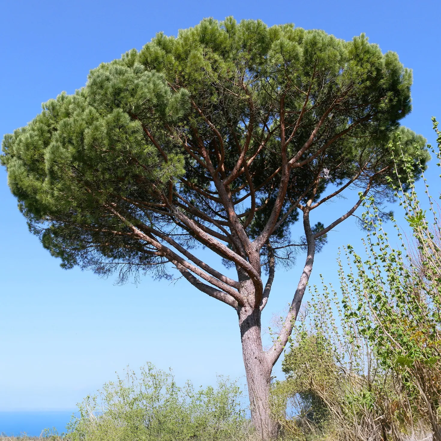 Pinie - Mediterranes Flair sofort