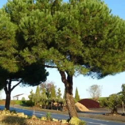 Pinie - Mediterranes Flair sofort