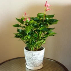 Pink Flamingoblume / Anthurium pink - Rosa Blüten das ganze Jahr