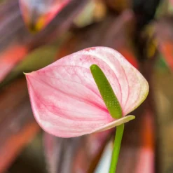 Pink Flamingoblume / Anthurium pink - Rosa Blüten das ganze Jahr