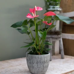Pink Flamingoblume / Anthurium pink - Rosa Blüten das ganze Jahr