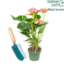 Pink Flamingoblume / Anthurium pink - Rosa Blüten das ganze Jahr