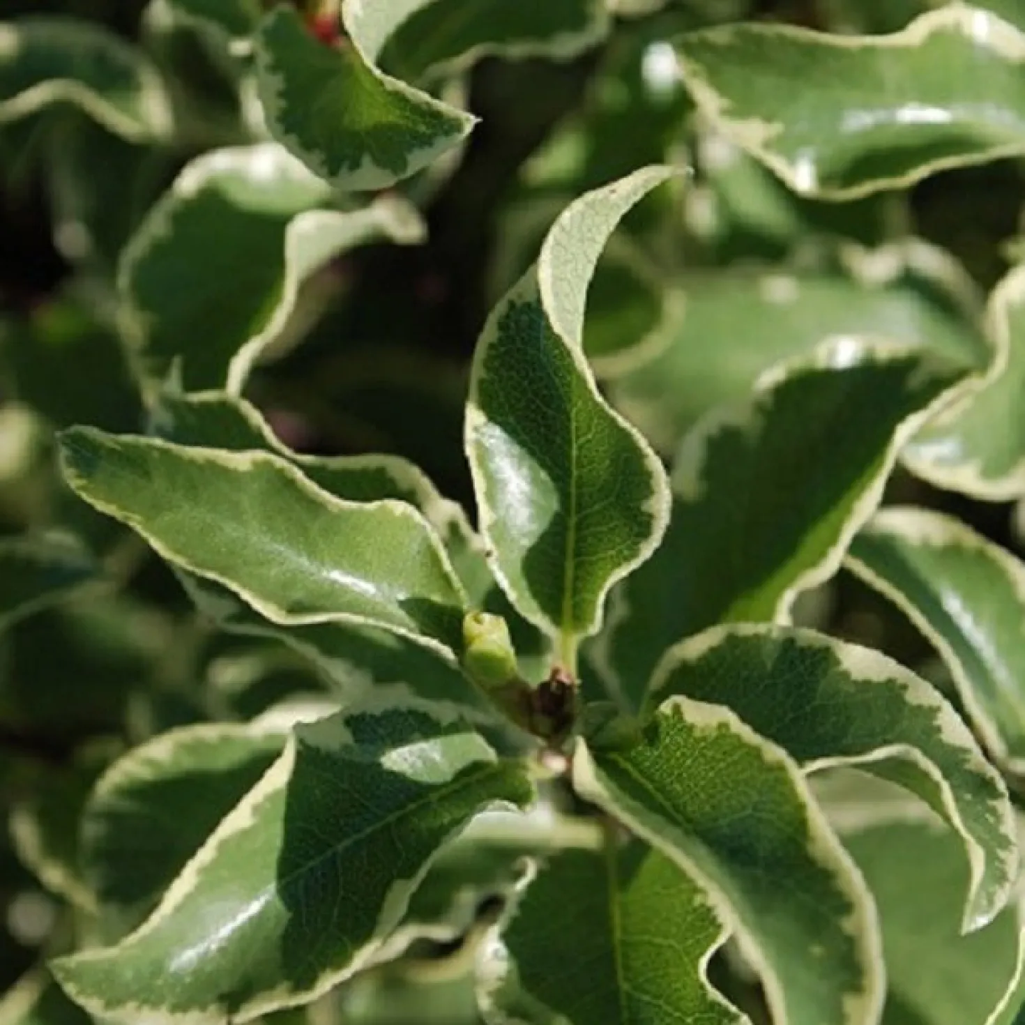 Pittosporum 'Variegatum' - Sofort helles Blattwerk