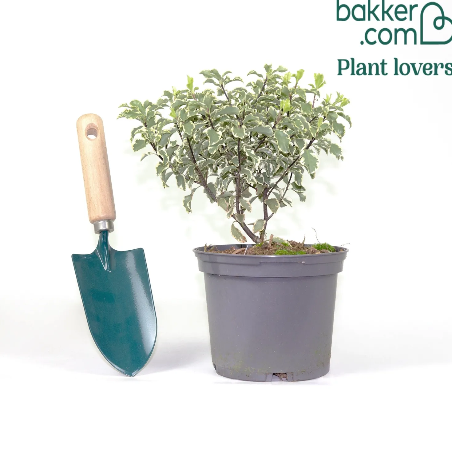 Pittosporum 'Variegatum' - Sofort helles Blattwerk