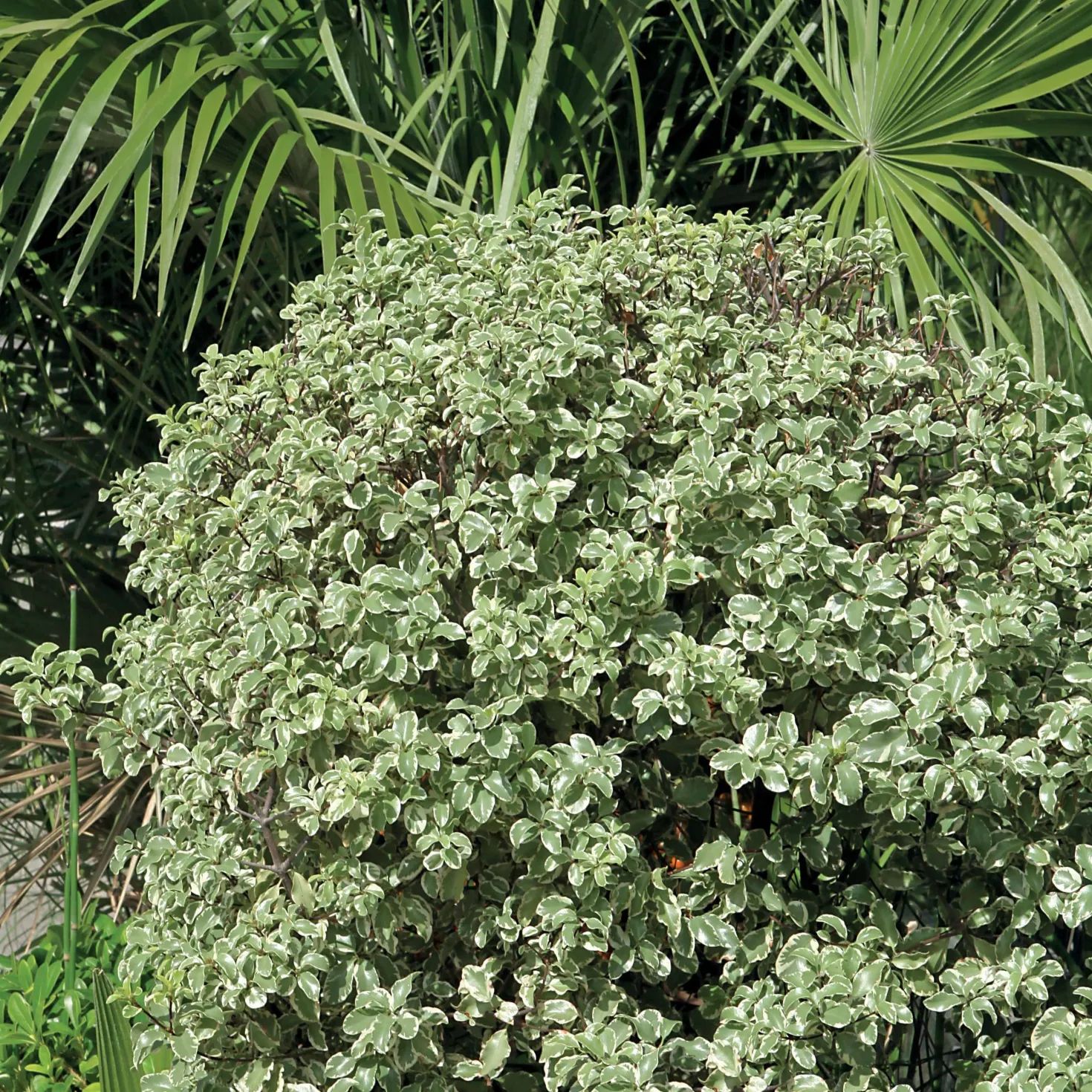 Pittosporum 'Variegatum' - Sofort helles Blattwerk