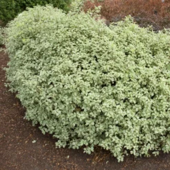 Pittosporum 'Variegatum' - Sofort helles Blattwerk