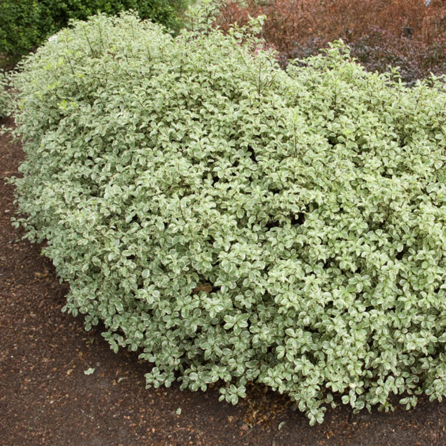 Pittosporum 'Variegatum' - Sofort helles Blattwerk