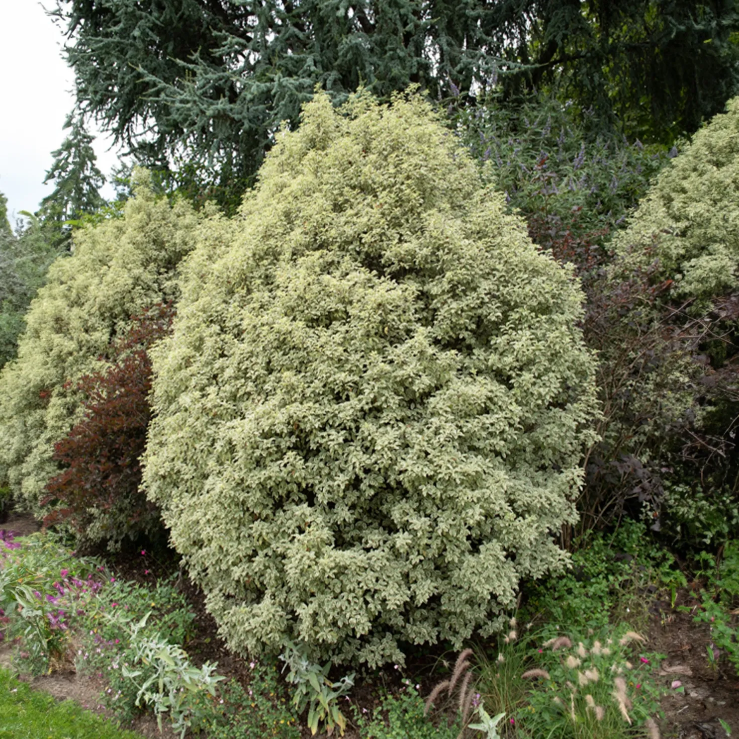 Pittosporum 'Variegatum' - Sofort helles Blattwerk