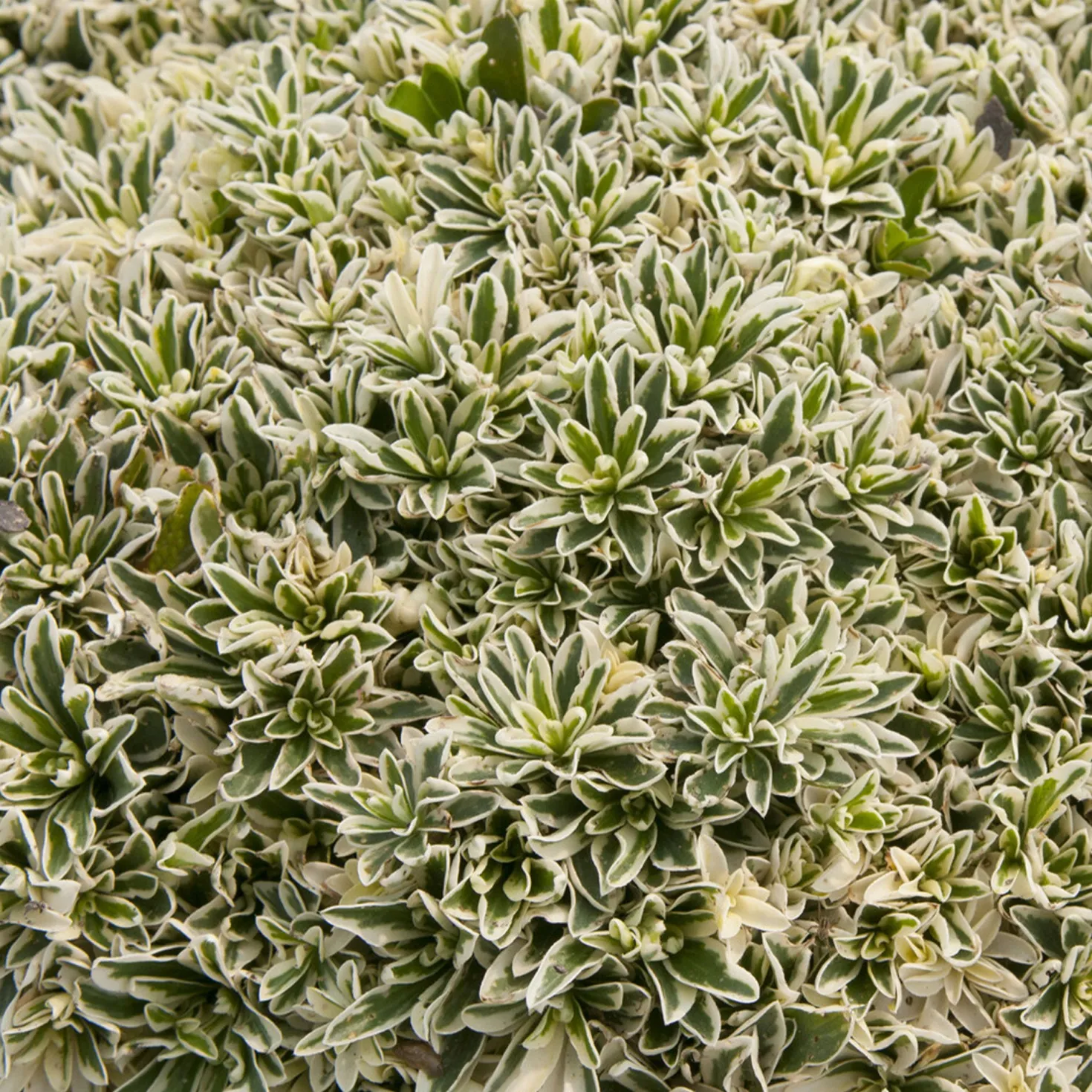 Polster-Gänsekresse ‘Variegata’ - Immergrüner Farbteppich