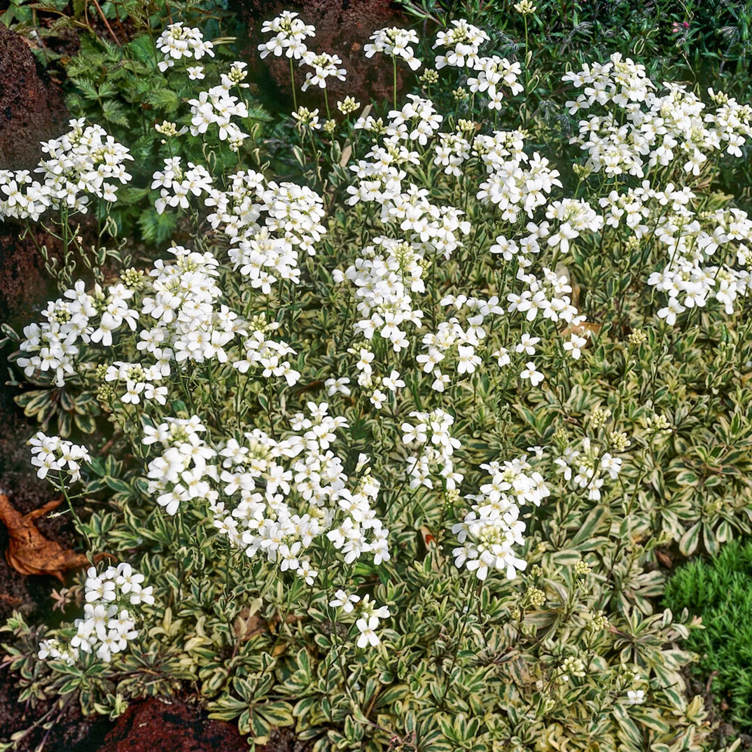 Polster-Gänsekresse ‘Variegata’ - Immergrüner Farbteppich
