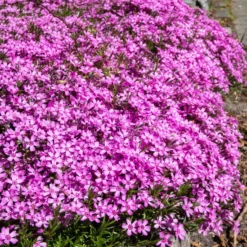 Polster-Phlox ‘McDaniel’s Cushion’ (x3) - Blütenteppich in Pink
