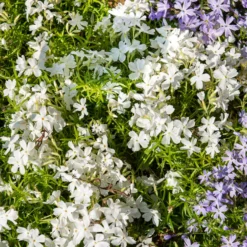 Polster-Phlox ‘White Delight’ - Weißer Blütenteppich im Nu