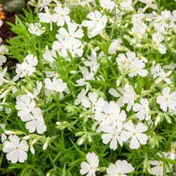 Polster-Phlox ‘White Delight’ - Weißer Blütenteppich im Nu