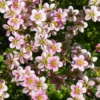 Polster-Steinbrech ‘Touran Neon Rose’ - Pinker Blütenteppich sofort