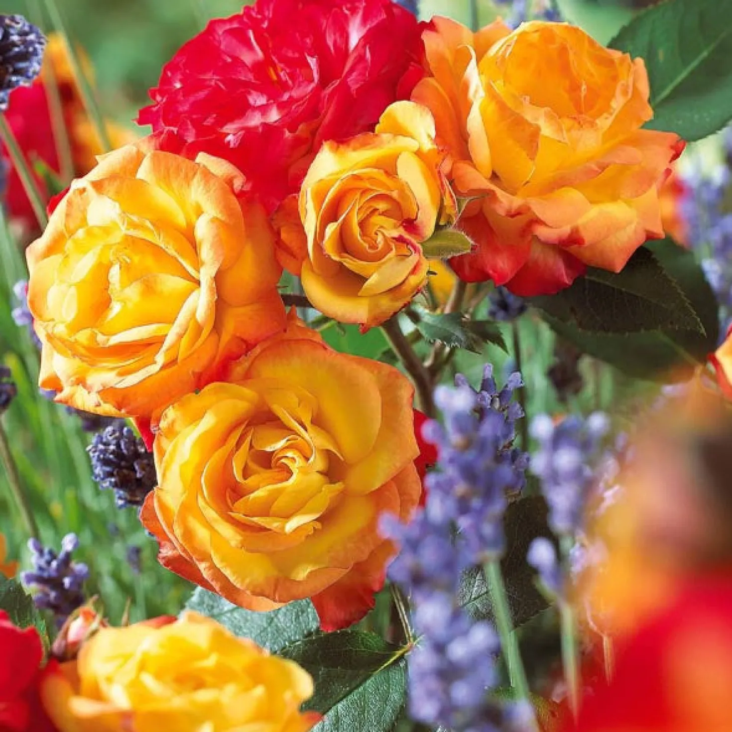 Polyantha-Rose ‘Harlequin’ - Ein Beet voller Farbe