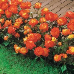 Polyantha-Rose ‘Harlequin’ - Ein Beet voller Farbe