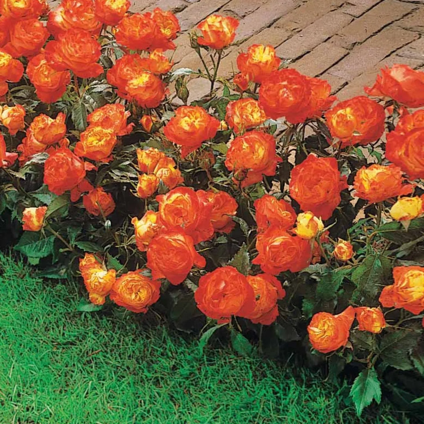 Polyantha-Rose ‘Harlequin’ - Ein Beet voller Farbe