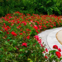 Polyantha-Rose rot - Rote Blüten den ganzen Sommer