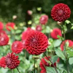 Pompon-Dahlie Cornel - Perfekte Kugeln in Rot