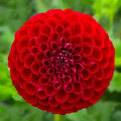 Pompon-Dahlie Cornel - Perfekte Kugeln in Rot