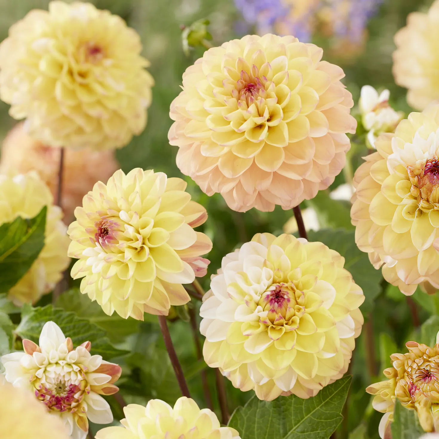 Pompon-Dahlie Double Jill - Runde Blüten, volle Wirkung
