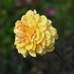Pompon-Dahlie Double Jill - Runde Blüten, volle Wirkung