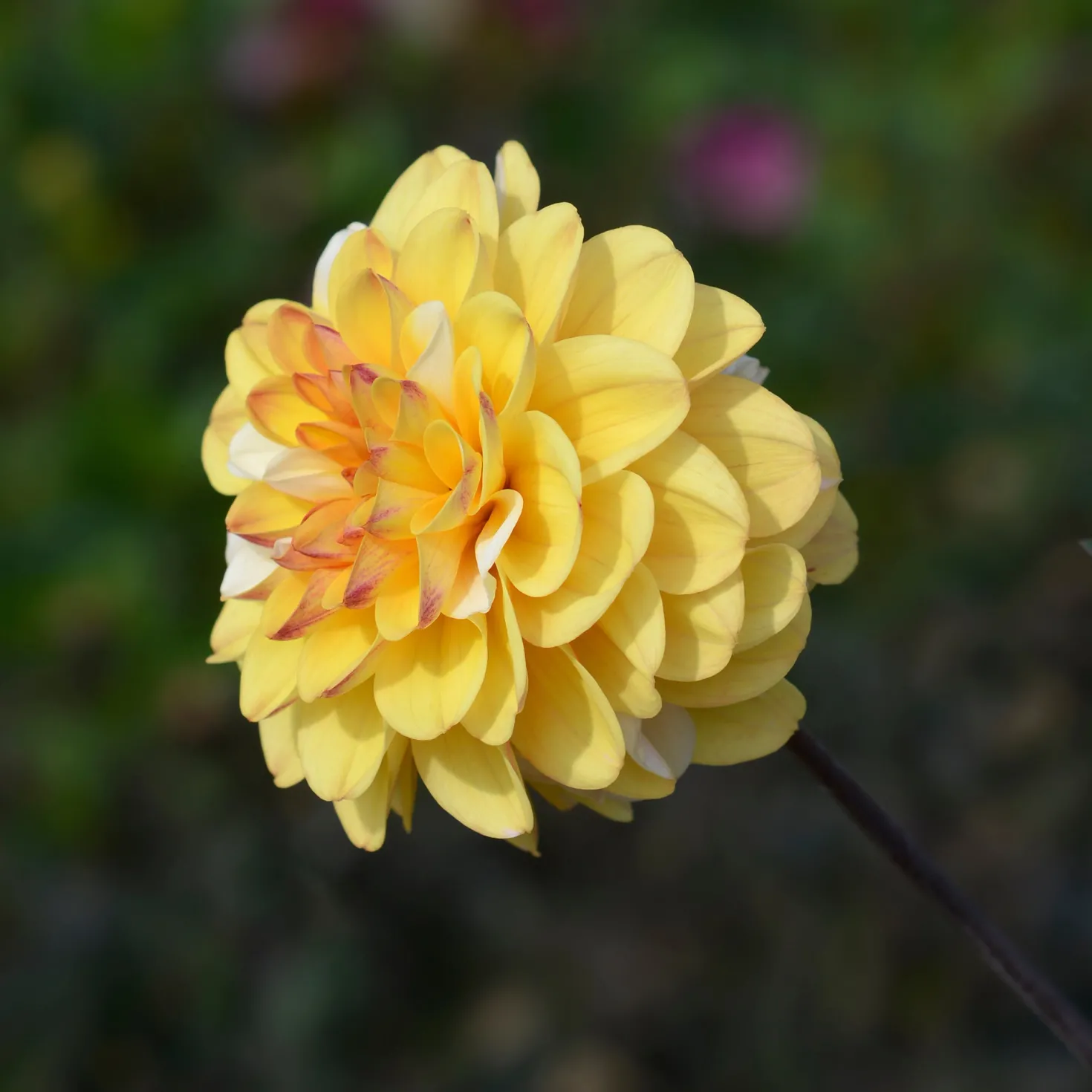 Pompon-Dahlie Double Jill - Runde Blüten, volle Wirkung